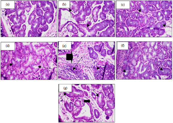 Image for - Impact of Safflower Petals and Moringa Leaves Extracts in Experimental Hyper and Hypothyroidism in Rats