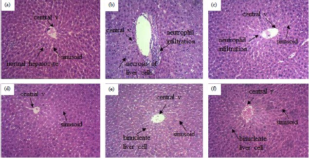 Image for - Liver Protection Effect of Steamed Codonopsis lanceolata on Alcohol-induced Liver Injury in Mice and its Main Components by LC/MS Analysis