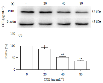 Image for - Celastrus Orbiculatus Extract Suppresses Migration and Invasionof Gastric Cancer by Inhibiting Prohibitin and c-Raf/ERK SignalingPathway