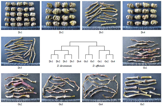 Image for - Comparison of Immunomodulating Activities of Dendrobium devonianum and Dendrobium officinale In vitro and In vivo