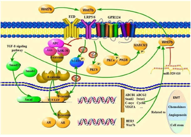 Image for - A Review of the Mechanisms of Wnt7b in the Process of Malignant Tumor Invasion and Metastasis