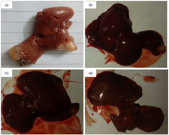 Image for - Chemoprotective Effects of Resveratrol Against Diethylnitrosamine Induced Hepatocellular Carcinoma in Wistar Rats