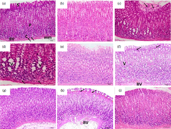 Image for - Potential Antioxidant, Anti-Inflammatory and Gastroprotective Effect of Grape Seed Extract in Indomethacin-induced Gastric Ulcer in Rats