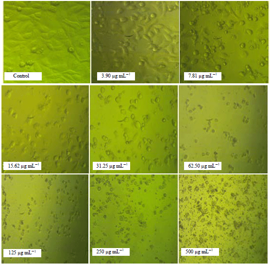 Image for - Cytogenetic Toxicity of Juniperus procera Extract with Silver Nanoparticles Against Carcinoma Colon (Caco2) Cell Line in vitro