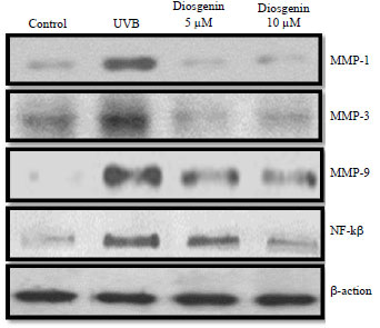 Image for - Protective Effects of Diosgenin Against Ultraviolet B (UVB) Radiation-induced Inflammation in Human Dermal Fibroblasts