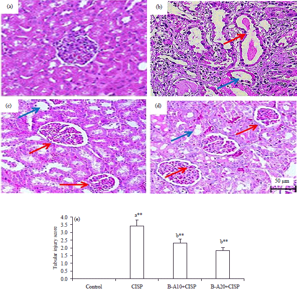 Image for - Bacoside a Attenuates Nephrotoxicity and Acute Kidney Injury in Male Albino Rats Induced by Cisplatin