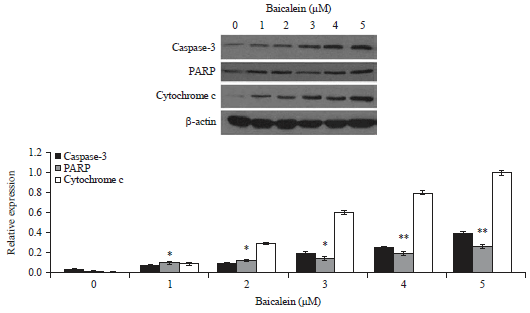 Image for - Inhibition of U87 Glioma Cell Growth by Baicalein Through Apoptosis Induction and Cell Cycle Arrest