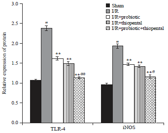 Image for - Protective Effect of Probiotic Potentiate with Thiopental in Intestinal Ischemia-Reperfusion Induced Lung Injury