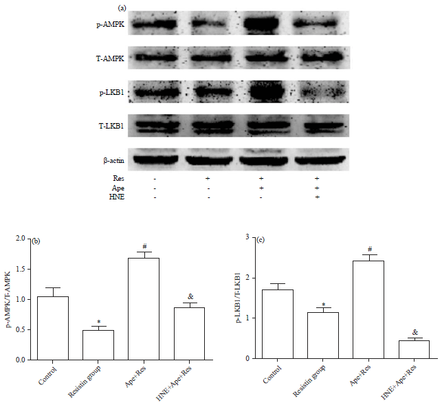 Image for - Inhibitory Effect of Apelin on Cardiomyocyte Hypertrophy induced by Resistin in H9c2 Cells