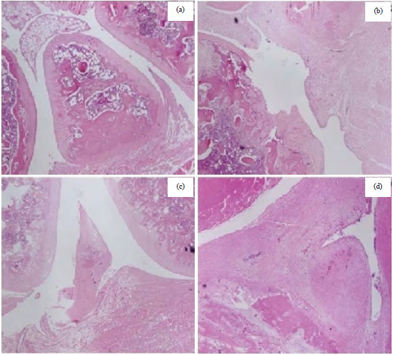 Image for - Protective Effect of Pueraria Flower in the Treatment of Osteoarthritis Rat by Attenuating Inflammatory Pathway