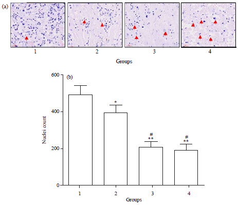 Image for - Inhibition of Pancreatic Cancer Cell Viability and Tumor Growth Through Cell Cycle Arrest by an Oral Formulation of Docetaxel DHP23001