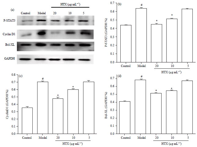 Image for - 1-Hydroxy-3,7,8-Trimethoxyxanthone Suppresses the Malignant Proliferation of Human Bone Marrow Mesenchymal Stem Cells in Colon Cancer Microenvironment