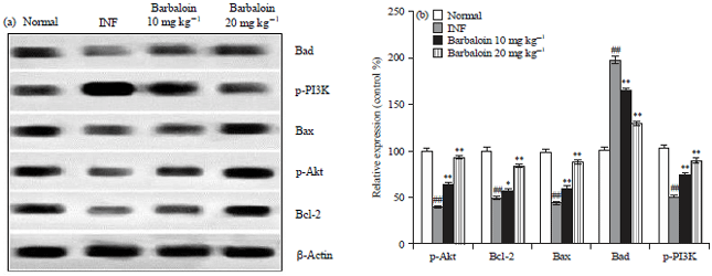 Image for - Barbaloin Ameliorates the Memory in Isoflurane Induced Neuronal Injury by Regulating the BDNF/Bcl-2/PI3K Signaling Pathway