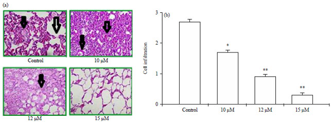 Image for - Inhibition of Colon Cancer Cell Viability and Tumor Growth by Benzoximemethyl Amine Through Apoptosis