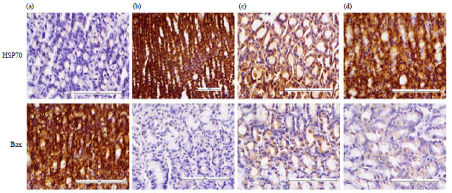 Image for - Acute Toxicity and Gastroprotective Effect of 2-pentadecanone in Ethanol-induced Gastric Mucosal Ulceration in Rats