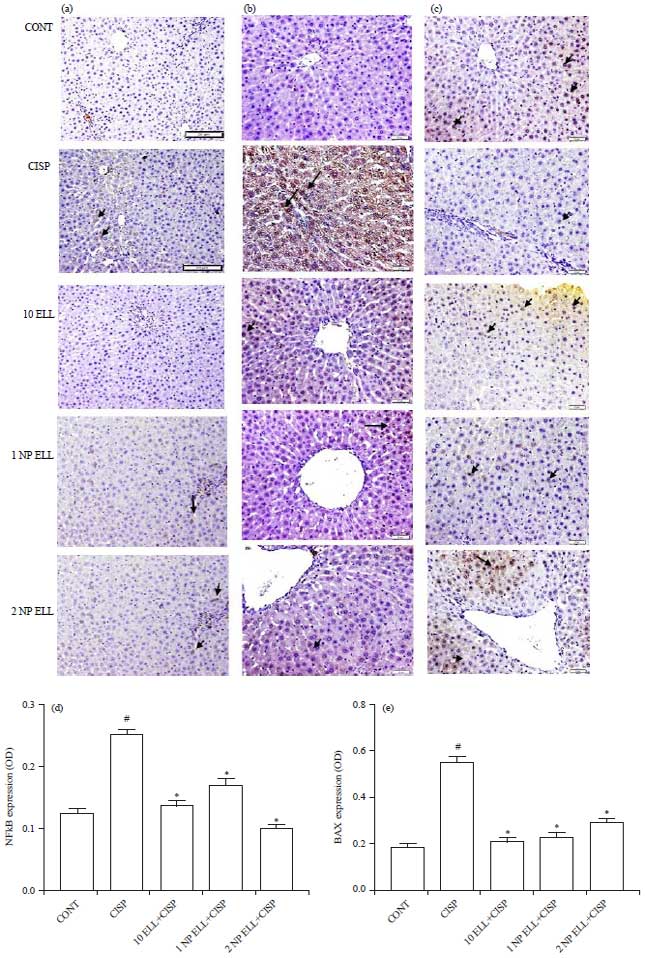 Image for - Nanoparticles Ellagic Acid Protects Against Cisplatin-induced Hepatotoxicity in Rats Without Inhibiting its Cytotoxic Activity