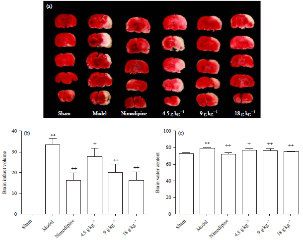 Image for - Tao-Hong Si-Wu Decoction Alleviates Cerebral Ischemic Damage in Rats by Improving Anti-oxidant and Inhibiting Apoptosis Pathway