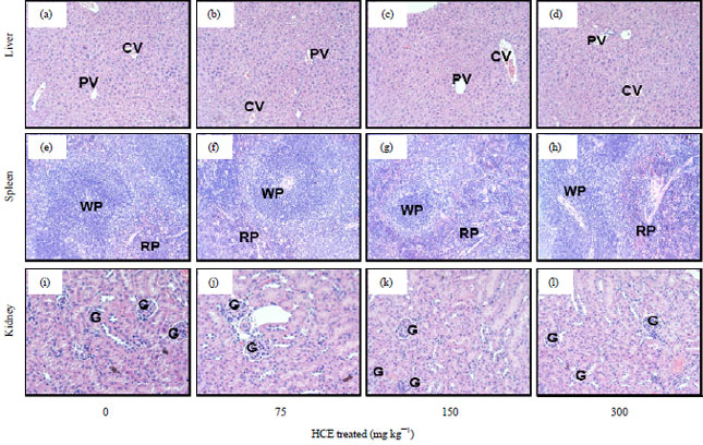 Image for - Protective Effect of Korean Hedyotis diffusa Extract Against Dextran Sulfate Sodium-induced Colitis in Mice