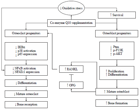 Image for - Skeletal Protective Effect of Coenzyme Q10: A Review