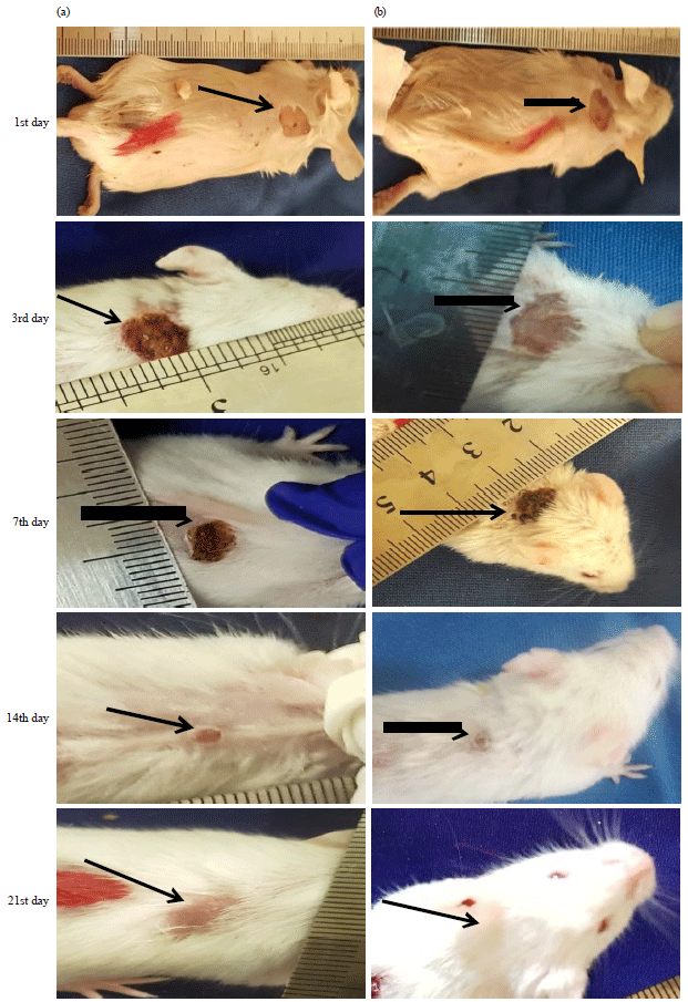 Image for - Role of Bovine Fetal Platelet-rich Plasma (PRP) on Skin Wound Healing in Mice