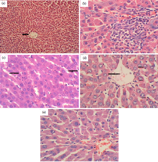 Image for - Effect of Roasted Date Palm Rich Oil Extracts in Liver Protection and Antioxidant Restoration in CCl4-induced Hepato Toxicity in Rats