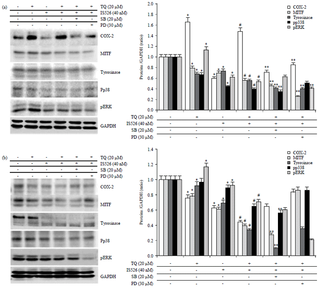 Image for - Effects of Thymoquinone and Iksan 526 callus Extract on B16F10 and A375 Cell Lines