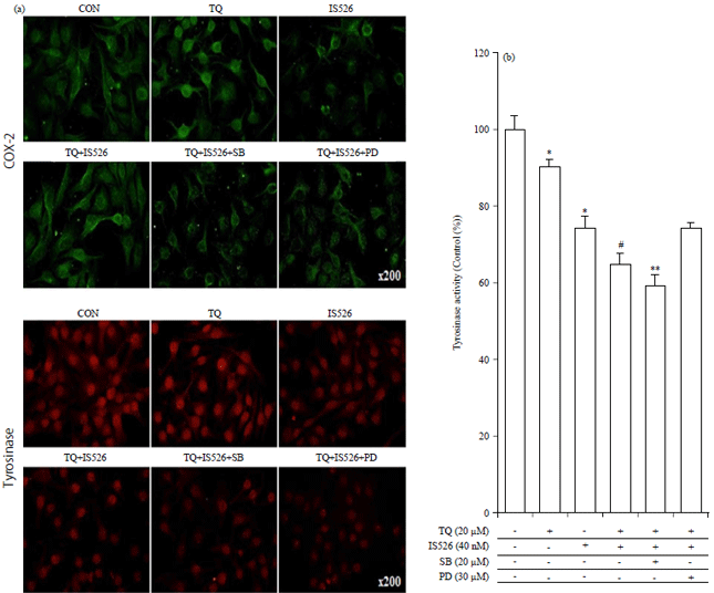Image for - Effects of Thymoquinone and Iksan 526 callus Extract on B16F10 and A375 Cell Lines