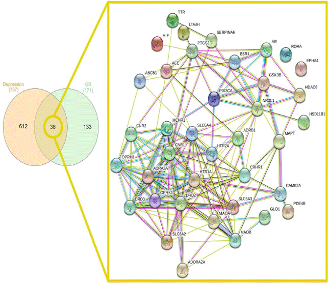 Image for - Pharmacological Targets and Active Components of Gastrodiae rhizoma Against Depression: Findings of Network Pharmacology
