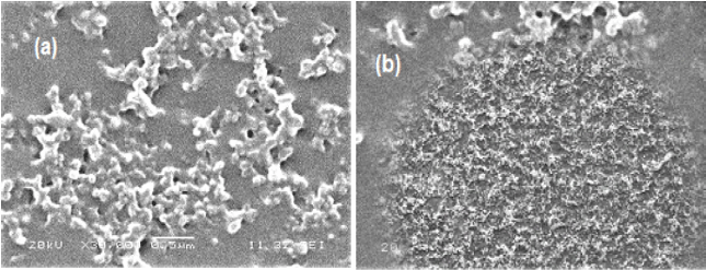 Image for - Pharmaceutical Properties of Synthesized Silver Nanoparticles from Aqueous Extract of Solanum incanum L. Fruits against Some Human Pathogenic Microbes
