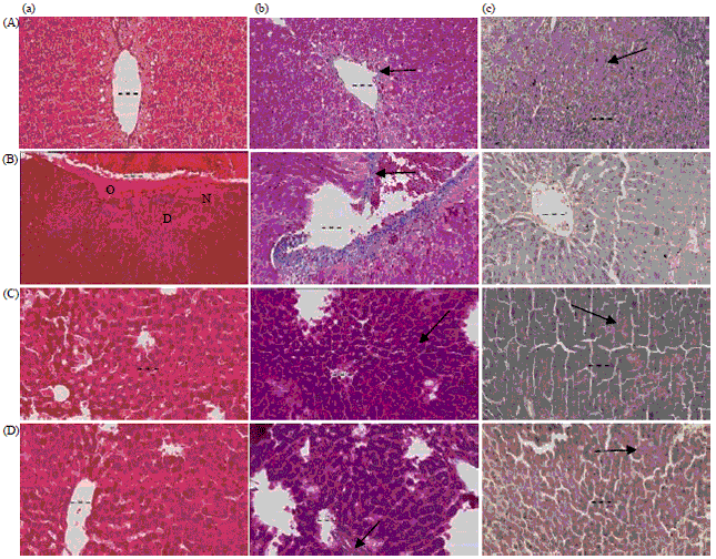 Image for - Cadmium-induced Hepatotoxicity and Oxidative Stress in Rats: Protection by Roflumilast via NF-κB and HO-1 Pathway
