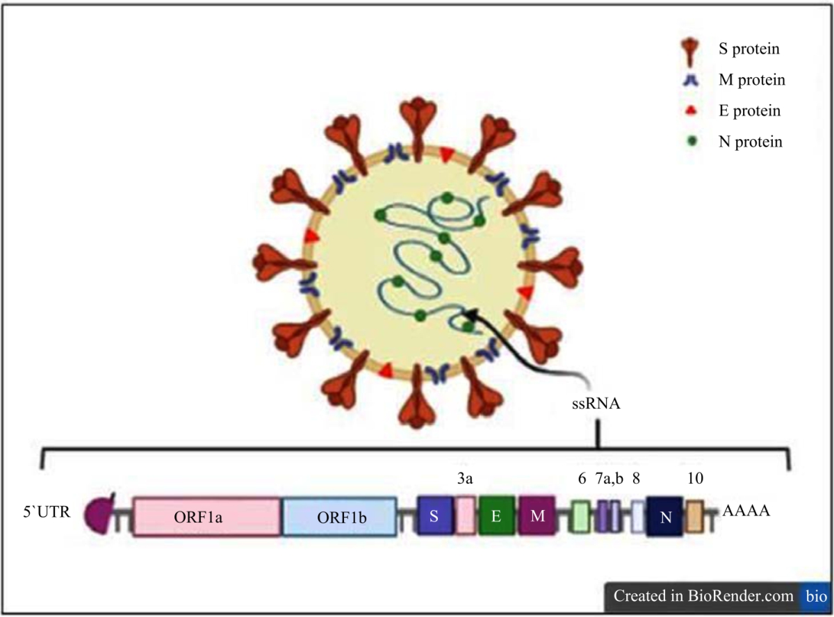 Image for - Spectrum of Immunopathogenesis in Coronavirus Disease 2019 (COVID-19): An Updated Review