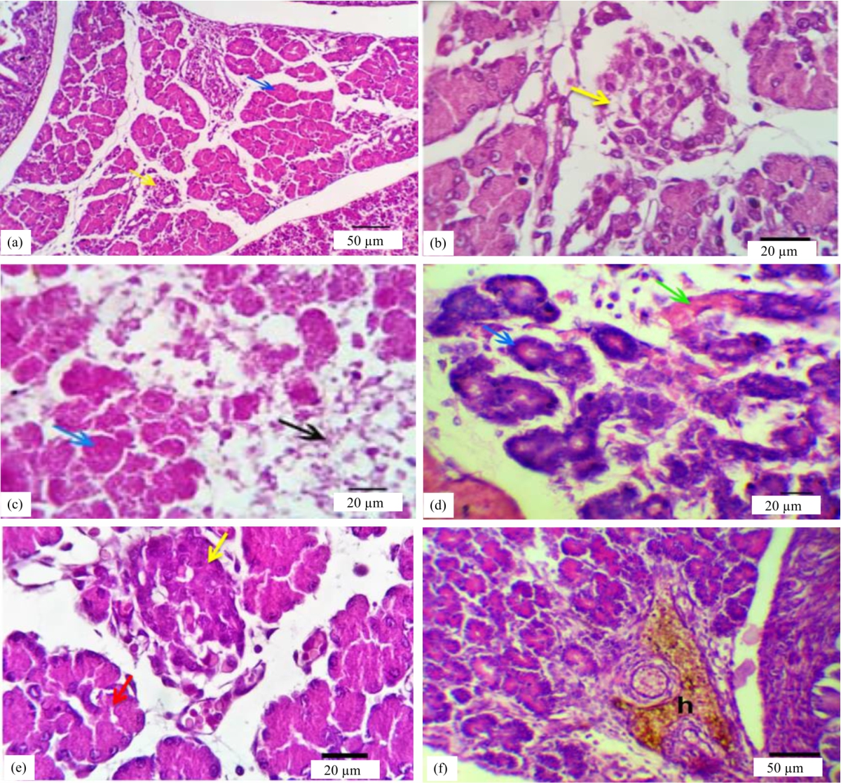 Image for - Histopathological, Histochemical and Immunological Studies on Fetal Pancreatic Tissue of Rats Treated with Carisoprodol