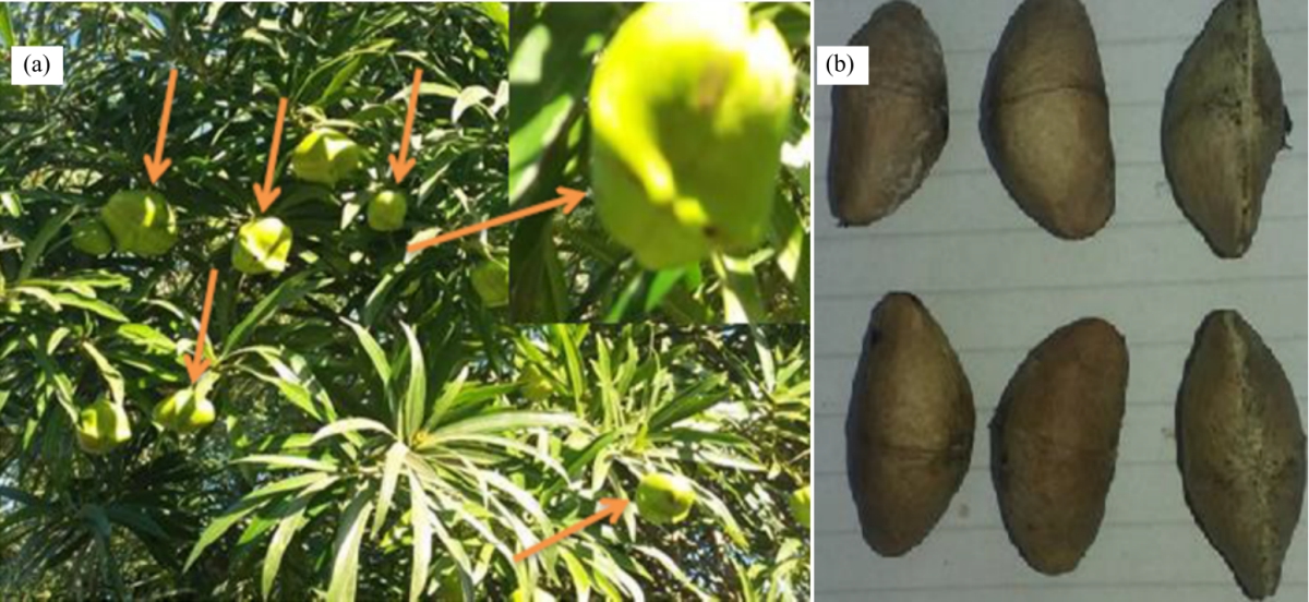 Image for - Effect of Thevetia peruviana Seeds Extract for Microbial Pathogens and Cancer Control