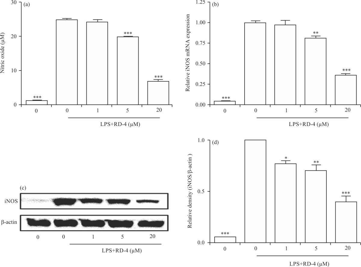 Image for - Anti-Inflammatory Activity of Rugchalcone Derivative on Lipopolysaccharides-Stimulated RAW264.7 Cells
