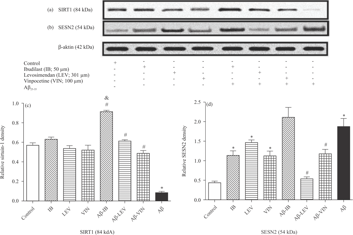 Image for - Effect of Three PDEIs on Neuroprotective and Autophagy Proteins in vitro AD Model