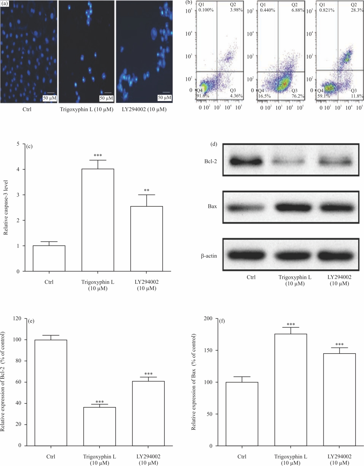 Image for - Trigoxyphin L Induces Apoptosis of Human Retinoblastoma Y79 Cells via PI3K/AKT/NF-κB Pathway