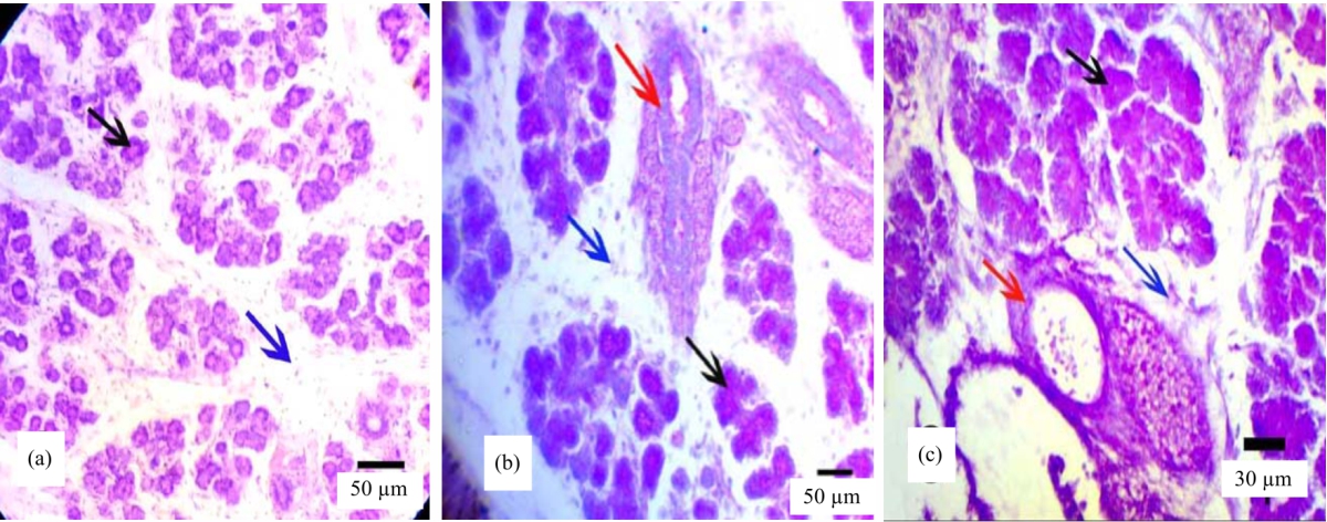 Image for - Histopathological, Histochemical and Immunological Studies on Fetal Pancreatic Tissue of Rats Treated with Carisoprodol
