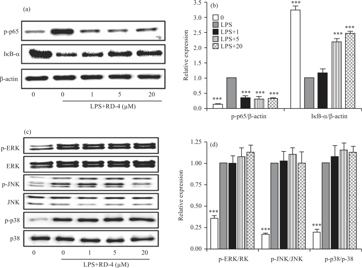 Image for - Anti-Inflammatory Activity of Rugchalcone Derivative on Lipopolysaccharides-Stimulated RAW264.7 Cells