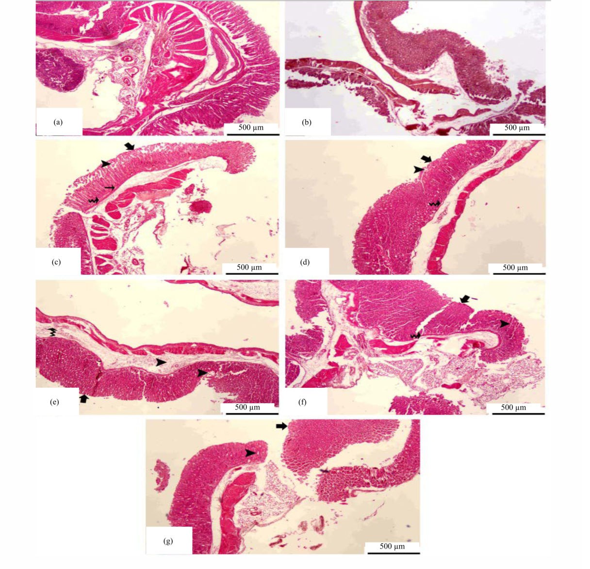 Image for - Magnolin Alleviates Gastric Ulcer Induced by Ethanol/HCl in Mice Model via Oxidative Stress and NF-κB Pathway