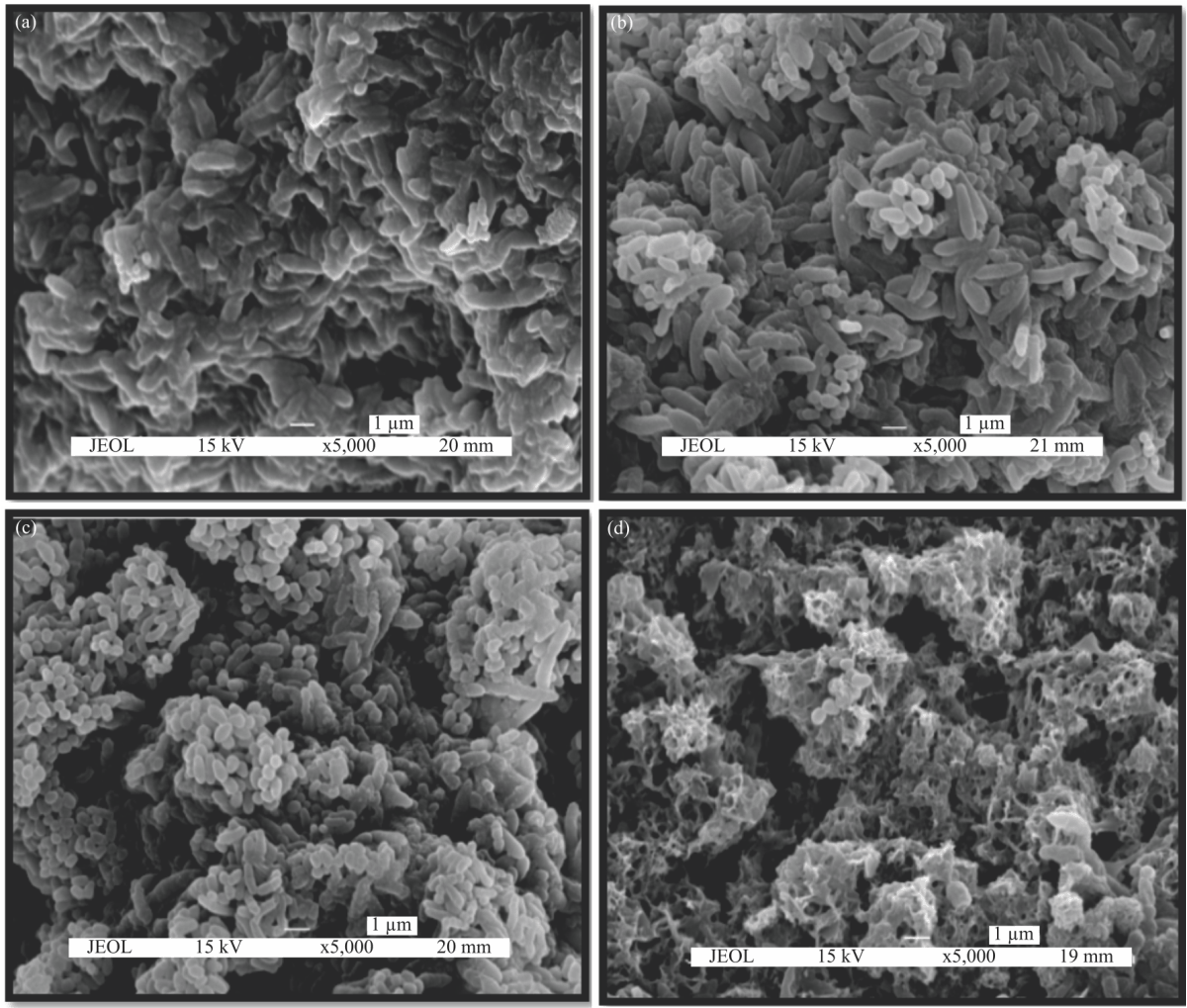 Image for - Antibiofilm Activity of Oxytetracycline Loaded Calcium Carbonate Aragonite Loaded Nanoparticle Against Corynebacterium pseudotuberculosis
