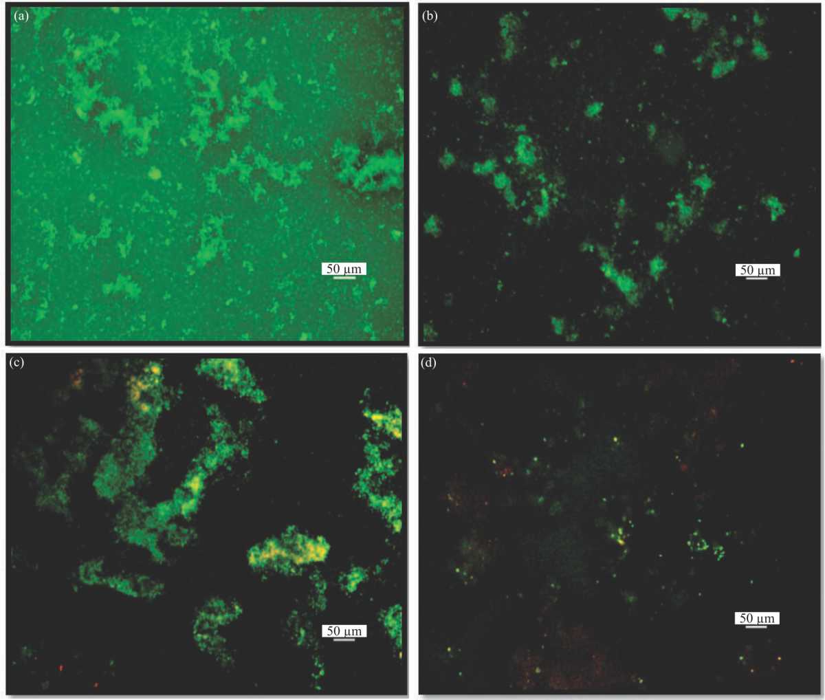 Image for - Antibiofilm Activity of Oxytetracycline Loaded Calcium Carbonate Aragonite Loaded Nanoparticle Against Corynebacterium pseudotuberculosis