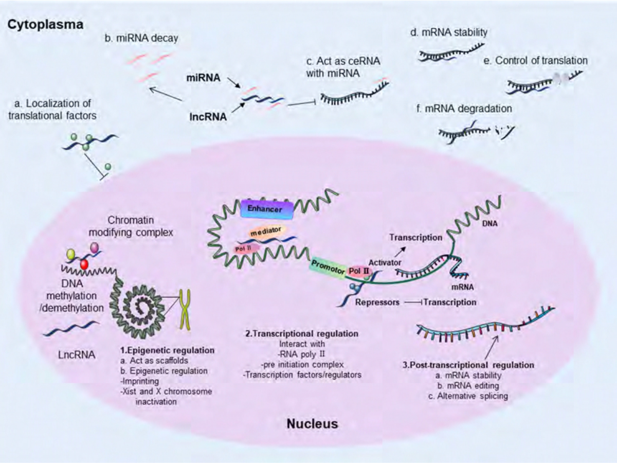 Image for - Long Non-Coding RNAs: A Double-Edged Sword in Renal Cell Carcinoma Carcinogenesis