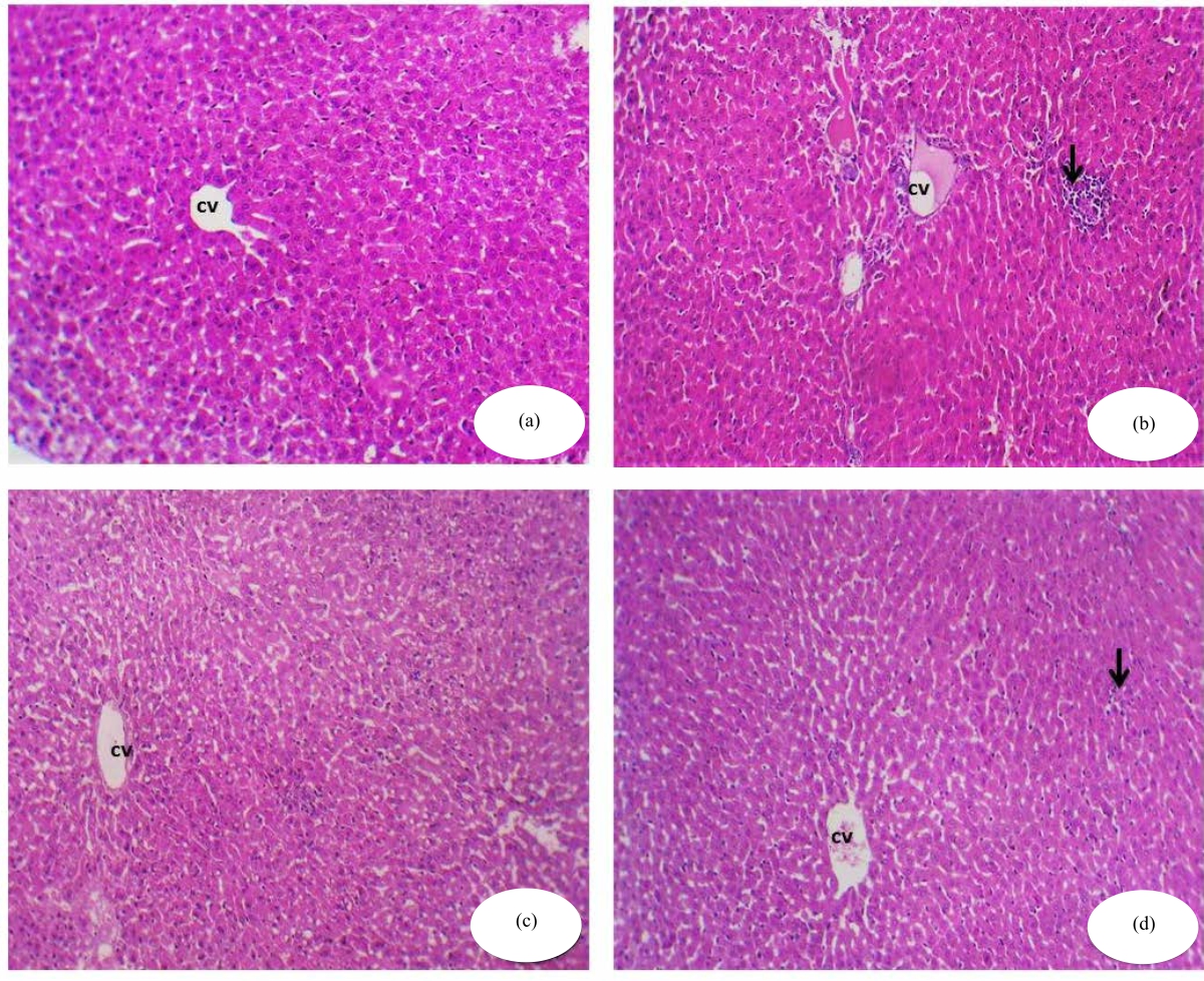 Image for - Hepatoprotective Effects of Royal Jelly against Hepatotoxicity and Oxidative Stress Induced by Sodium Fluoride in Male Rats