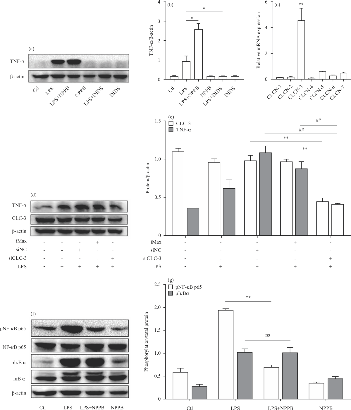 Image for - 5-Nitro-2-(3-phenylpropylamino) Benzoic Acid Promotes Lipopolysaccharide-induced Inflammation via p38 MAPK Pathway in RAW264.7 Macrophages