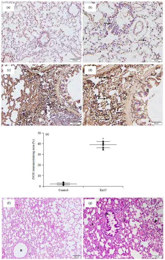 Image for - Dysregulation of Inflammatory Cytokines by Endotoxin Induces Tissue iNOS Expression and Pulmonary Injury in Rats