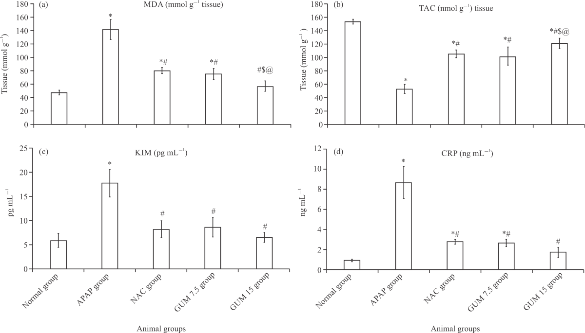 Image for - Effect of Arabic Gum (Acacia senegal) on Paracetamol-Induced Chronic Nephrotoxicity in Albino Rats