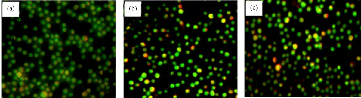 Image for - Goniothalamin Suppressed Glioblastoma Cell Proliferation Through p38 MAPK Phosphorylation Mediated Apoptosis