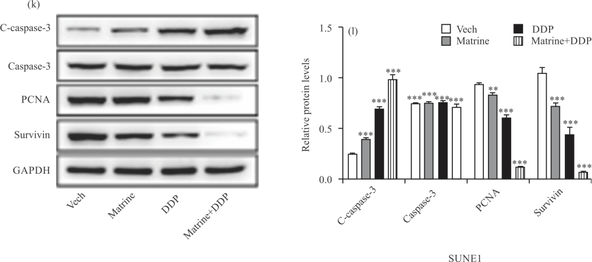 Image for - Matrine Intensifies the Sensitivity of Cisplatin in NPC Cells via mTOR-Mediated Autophagy