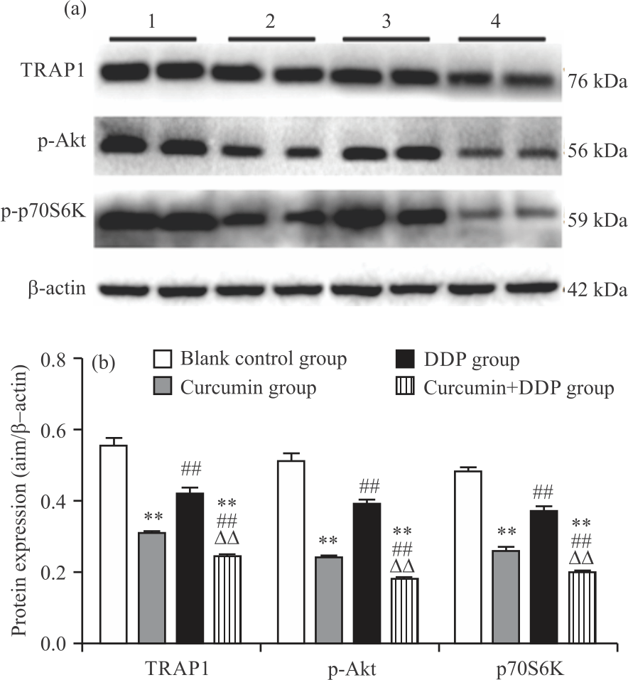Image for - Curcumin Improving Drug Resistance of MDA-MB-231/DDP Tumor Treatment by Enhancing Autophagy
