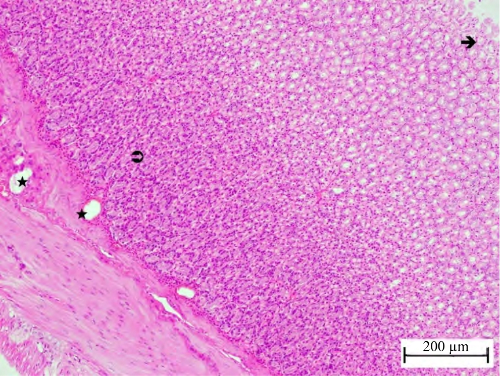 Image for - Is Benidipine Effective in Preventing Gastric Ischemia/ Reperfusion Injury?